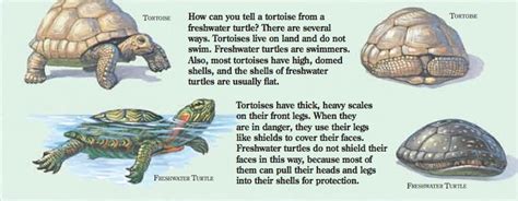 How Can You Tell The Difference Between A Turtle And A Tortoise