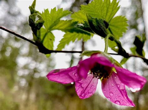 The Purple Flower Of This Salmonberry Plant Can Barely Hold The Heavy