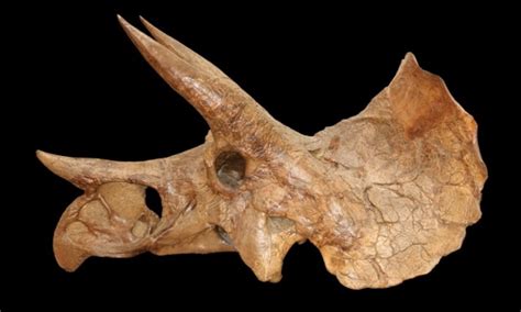 Triceratops Horns Evolved Over Time Dr Dave Hone Science The Guardian