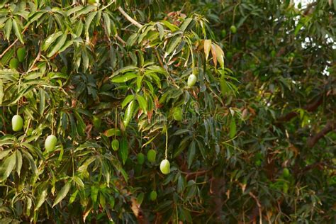 Mango Hanging On The Tree Of Mango Treepopular Fruit In India