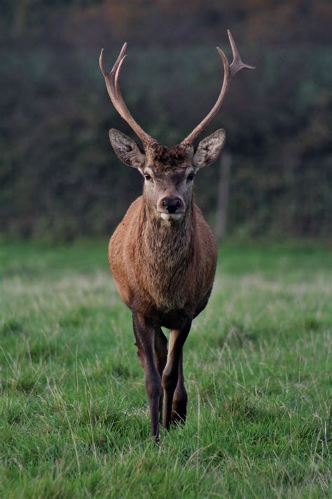 Free Images Nature Animal Male Wildlife Horn Stag Mammal Fauna