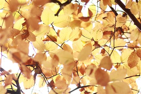 Yellow Autumn Leaves Free Photo Download Freeimages