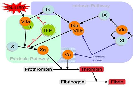 10 Aspects Of The Clotting Coagulation Cascade Thrombocytes