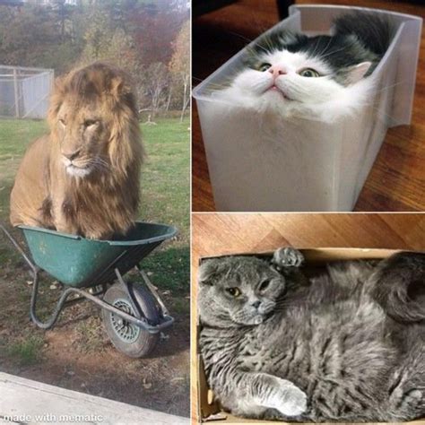 If I Fits I Sits These 20 Cats Will Make You Feel Claustrophobic