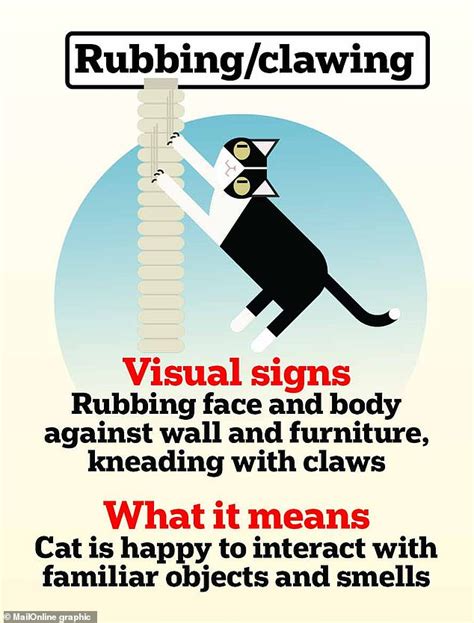 How Well Do You Know Your Cat The 13 Secret Signals Felines Give Their