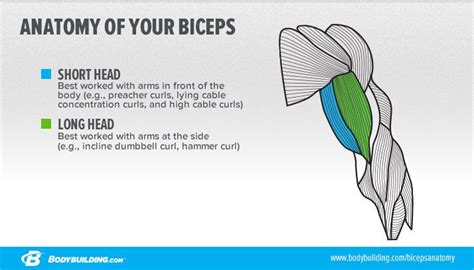 6 Ways To Build The Biceps Short Head Biceps