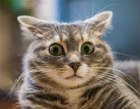 Картинки по запросу удивленный кот Самые милые животные Сумасшедшие