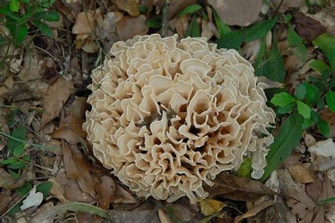 Cauliflower Mushroom Edible A New One Would Come Back Every October