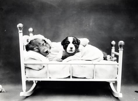 1188 140 notepad glasses travel. Puppy Bedtime Vintage Photo Free Stock Photo - Public ...