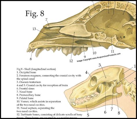 Dog Skull Bone Anatomy