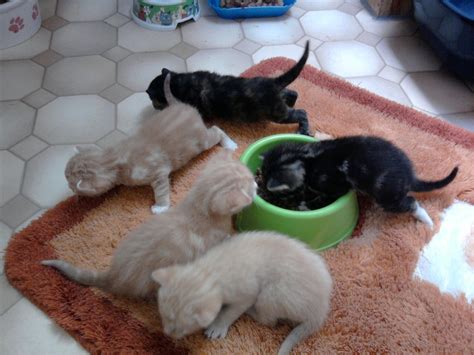 Auch wenn die miez vorher dein. Süße Baby Katzen Bilder - Vorlagen zum Ausmalen gratis ...