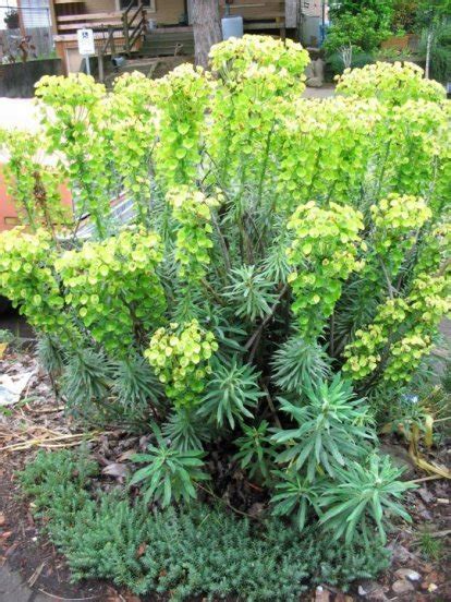 Tall Green Flowering Cluster Spike Garden Plant Common In Oregon