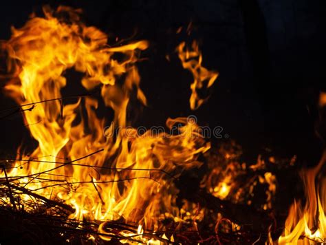 Fire Wildfire Burning Pine Forest In The Smoke And Flames Stock Image