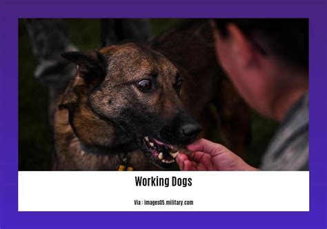 Facts About Working Dogs Discover The Remarkable Roles And Skills Of