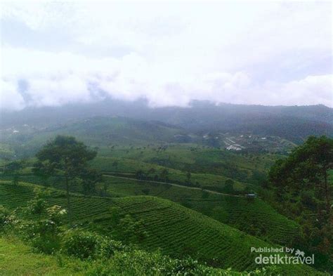 Daerah ini merupakan wilayah kabupaten kendal. Jawa Tengah Juga Punya Kebun Teh yang Cantik