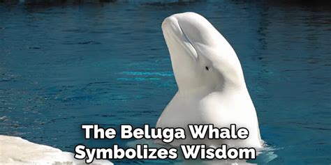 Beluga Whale Spiritual Meaning Symbolism And Totem 2023