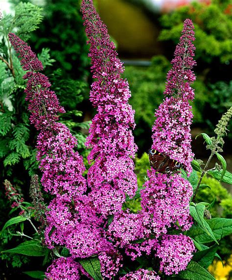 Buy Ornamental Shrubs Now Butterfly Bush Pink Delight Hardy Plant