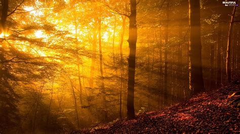 Fog Forest Rays Of The Sun Beautiful Views Wallpapers X