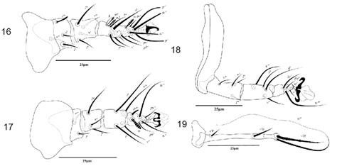 Steneotarsonemus Mohanasundarami N Sp Female Legs 16 Leg I
