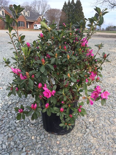 Remove any wire, string, plastic and containers from the plant, leaving only burlap, which should be pulled away 6 to. Azalea - Formosa 3g (Azalea indica 'Formosa') - Latham's Nursery
