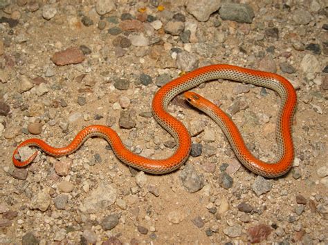 Contrary to common belief, garden snakes don't always pose a threat. Incredibly Useful Tips to Identify a Garter (Garden) Snake ...