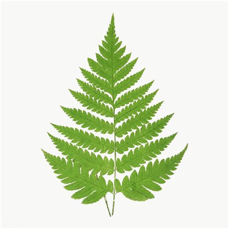 Acrostichum Alienum Fern Leaf Illustration Transparent Png Premium