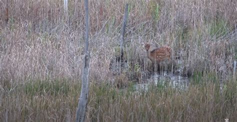 Sika Deer Hunting On Marylands Eastern Shore Maryland Outdoor Life