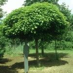 Des milliers des fleurs aux jardins. Arbres "a ombre " - 21 messages