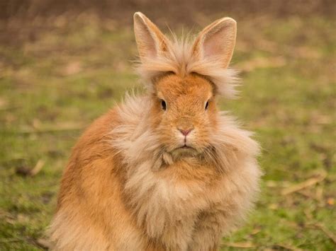 lionhead Rabbit Breed Information | Price, Care Guide | UK Pets