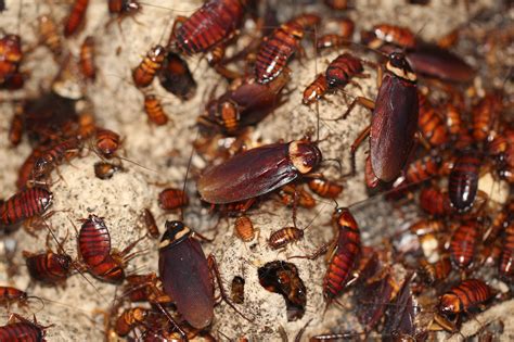 In A Cockroach Genome ‘little Mighty Secrets The New York Times