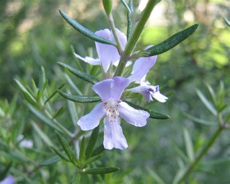 7 Great Benefits Of Growing A Gorgeous Rosemary Plant Garden And Happy