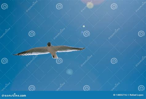 Bird Flying On The Desert Royalty Free Stock Image Image 14855716