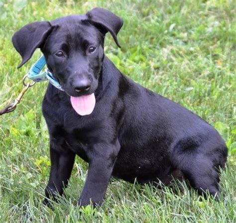 Our puppies cost $1900 plus sales tax for all colors/sex. Adopt Serafin on Petfinder | Dogs, Labrador retriever mix ...