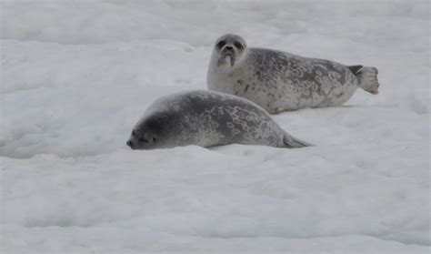 Ringed Seal Nwt Species At Risk