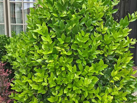 Wax Ligustrum Outdoor And Gardening Home And Living
