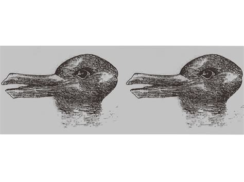 This Strange Duck Rabbit Optical Illusion Makes Us Do A Double Take