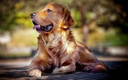 Golden Retriever Dog Wallpapers Related