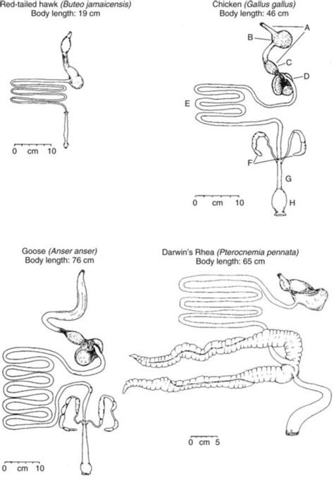 Motility Patterns Of The Gastrointestinal Tract Veterian Key