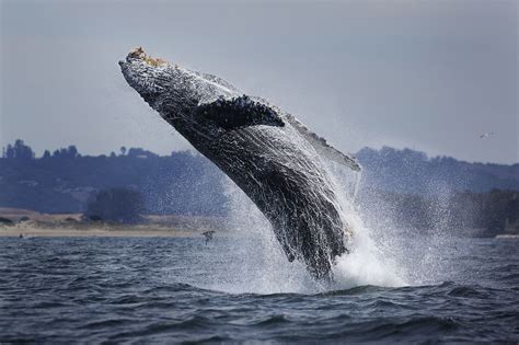 Stunning Video Captures Extremely Rare Triple Whale Breach In Monterey Bay