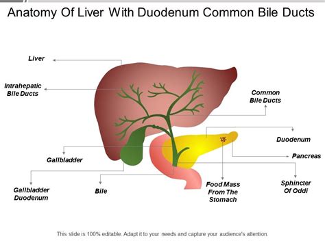 Anatomy Of Liver With Duodenum Common Bile Ducts Templates Powerpoint