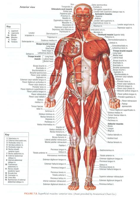 Anterior full body muscle diagram. Muscles of the human body (superficial, anterior view ...