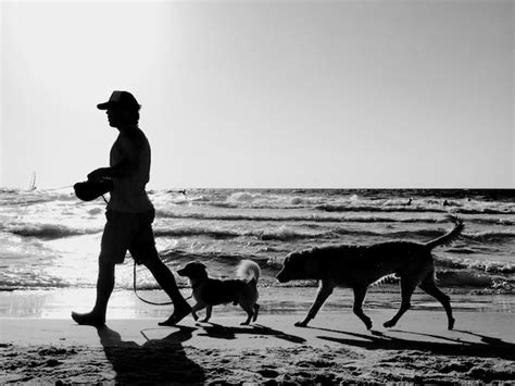 Premium Photo Full Length Side View Of Man Walking With Dogs On Shore
