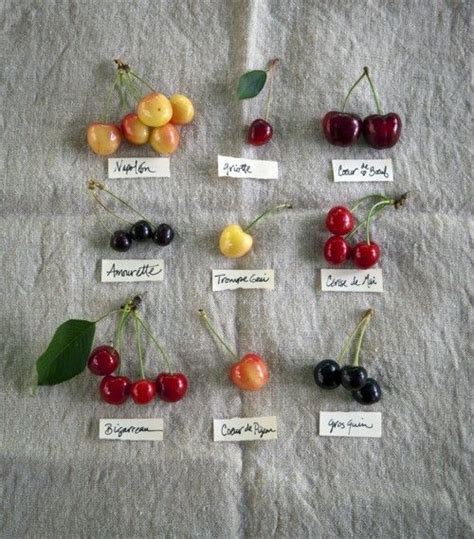 No1248 Types Of Cherries Cherry Tree Varieties Cherry Types
