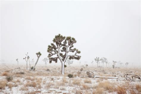 Mojave Desert Blizzard Joshua Tree National Park California Copy Space