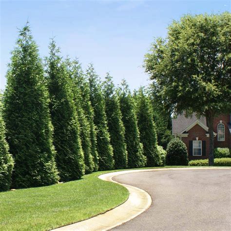 Thuja Green Giant Evergreen Trees for Sale- FastGrowingTrees.com