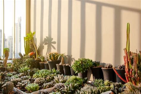 Premium Photo Collection Of Various Cactus And Succulent Plants In