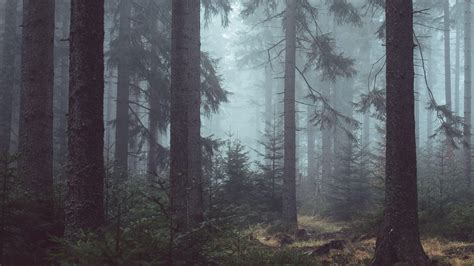 Misty Forest Wallpapers Top Free Misty Forest Backgrounds