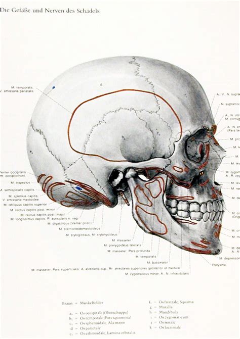 Eduard Pernkopf Atlas Neck Muscle Anatomy Gross Anatomy Roman