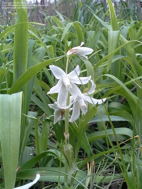 These flowers are available in red. Plant Identification: CLOSED: Mystery White-blooming ...