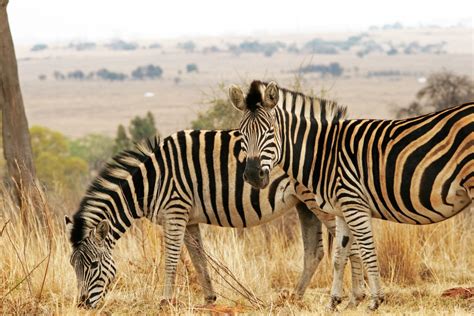 Free Images Nature Grass Game Wildlife Fauna Savanna Zebra